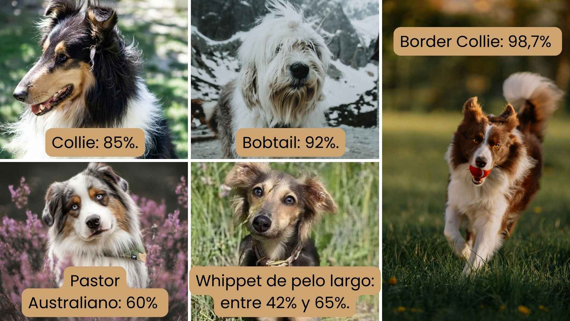 razas propensas 1 gen mdr1